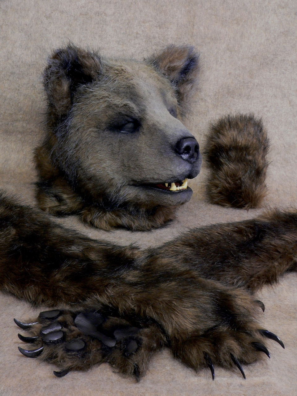 Grizzly Bear Partial - circa 2006
