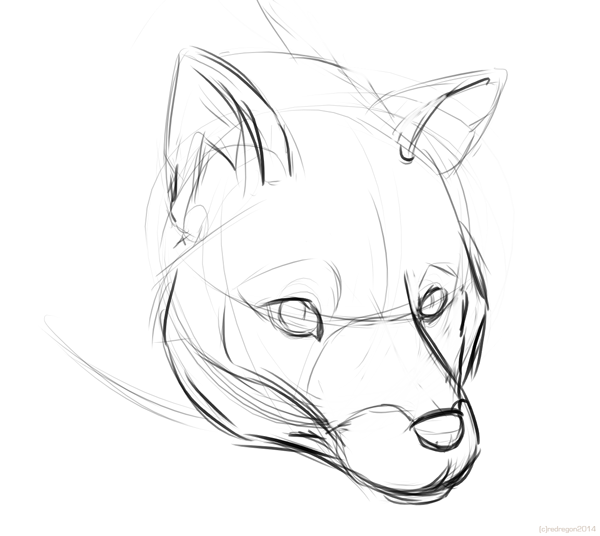 sketch - wildlife study, Fox
