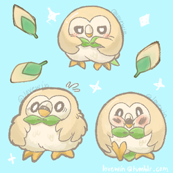 A wild Rowlet approaches 