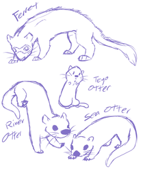 A Study In Otters And Ferret