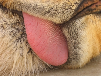 Rough tongue