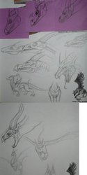 dragon skull sketches