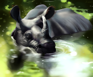 Rhino Study