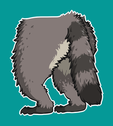 Raccoon Posterior