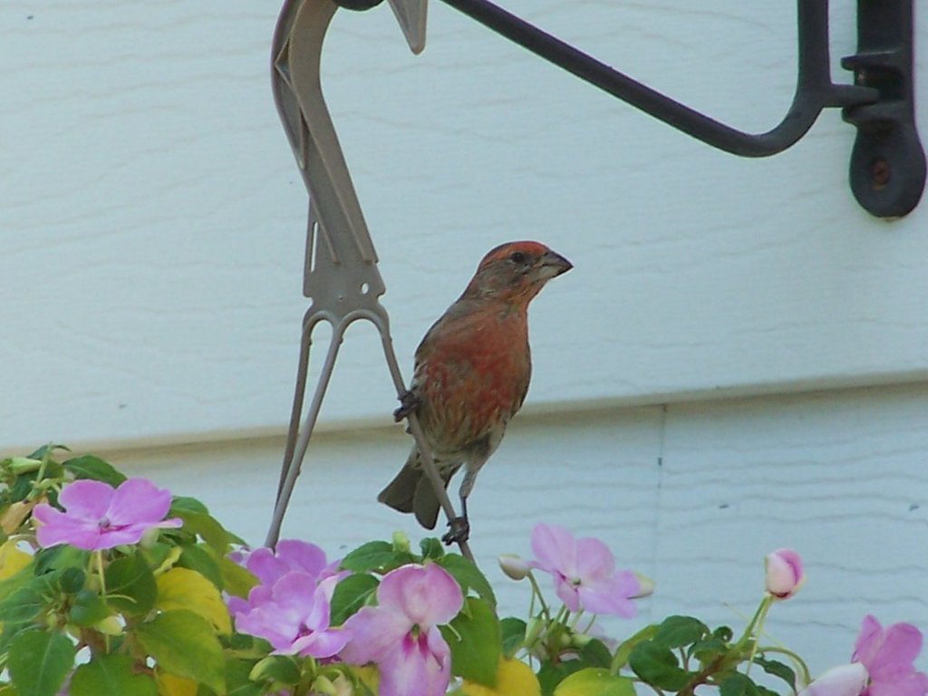House Finch Above His Nesting Site