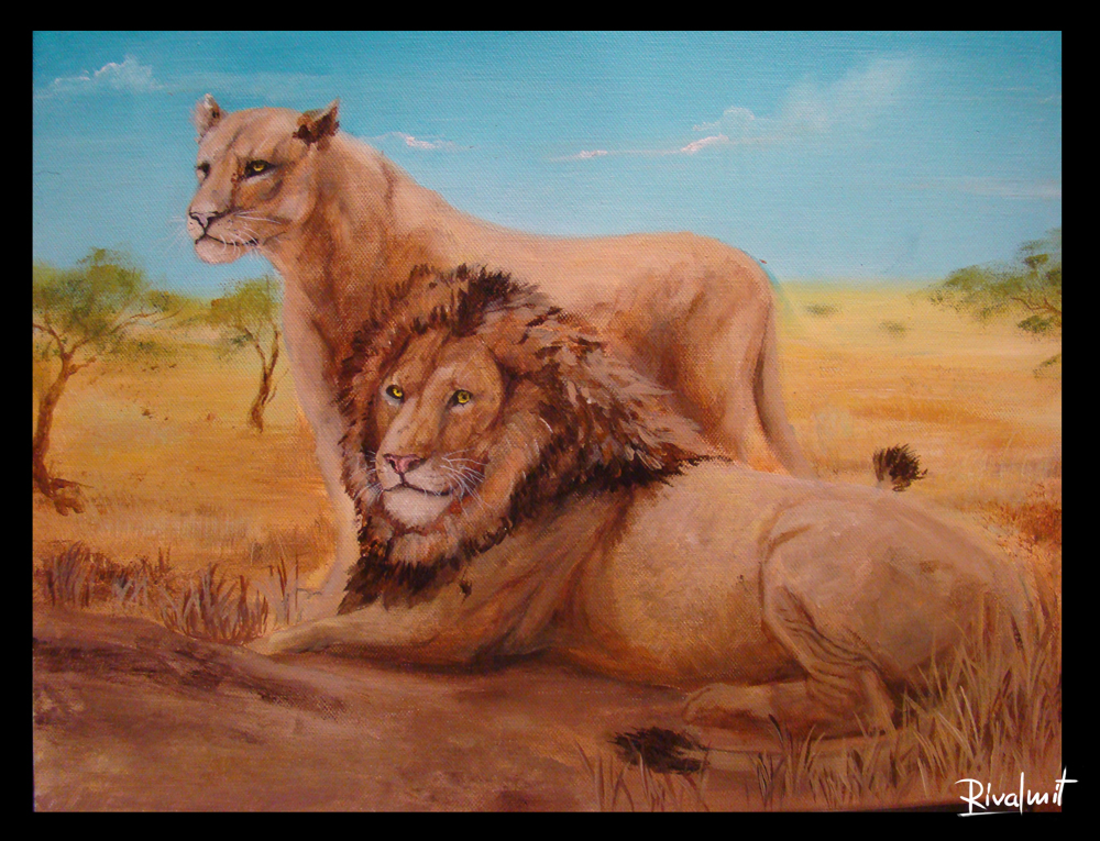 Lions in savanna