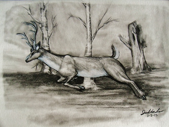 Whitetail in Charcoal