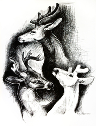 deer sketches