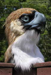 Philippine Eagle Mask