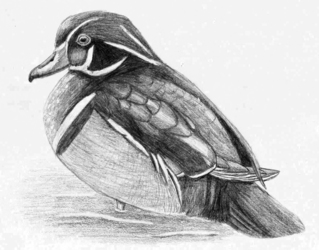 Wood Duck Sketch