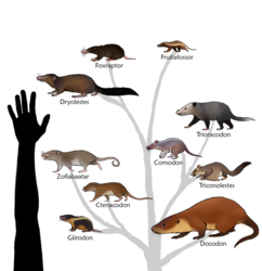 Commission: Mammals of the Morrison Formation (First Color)