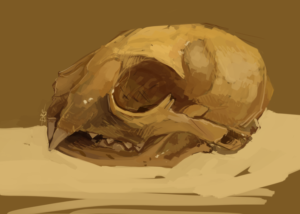 cat skull study.