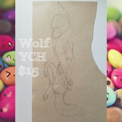 Wolf YCH OPEN
