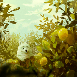 Lemon Orchard