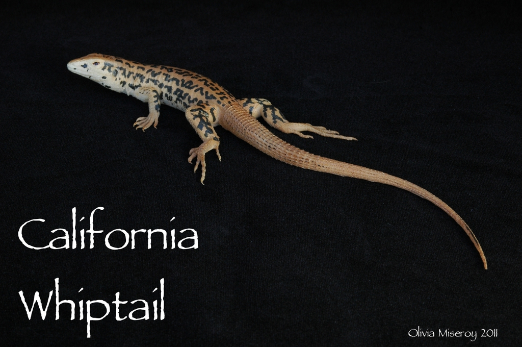 California Whiptail Replica