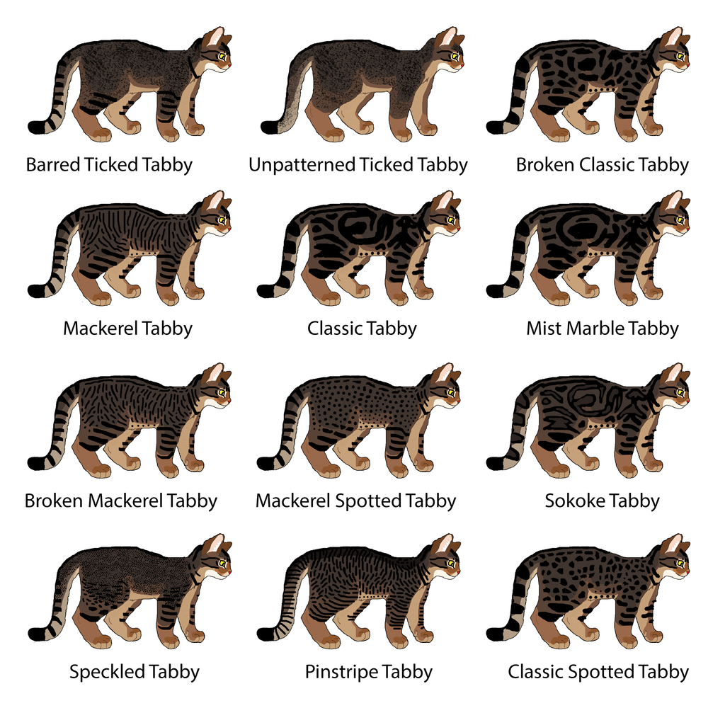 Cat Genetics Guide: Tabby Patterns 