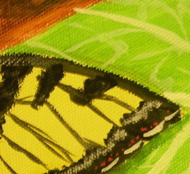 Painted Swallowtail 