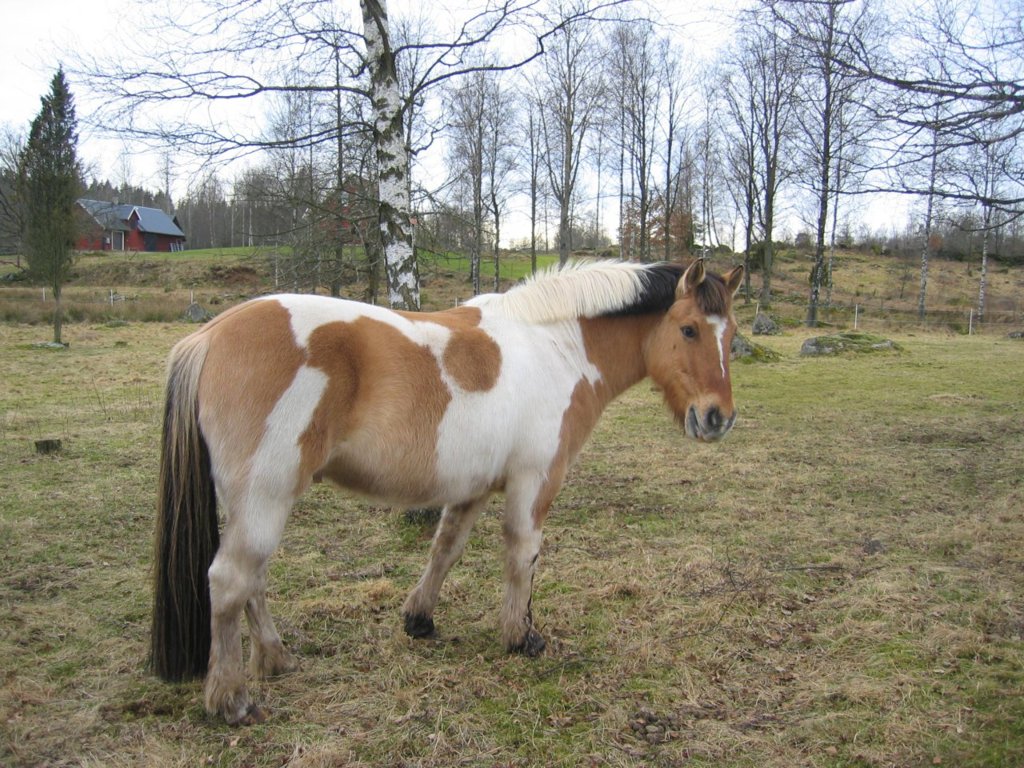 Horse, winter 2008
