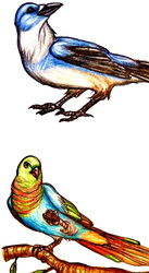 Most Colorful Maran Birds