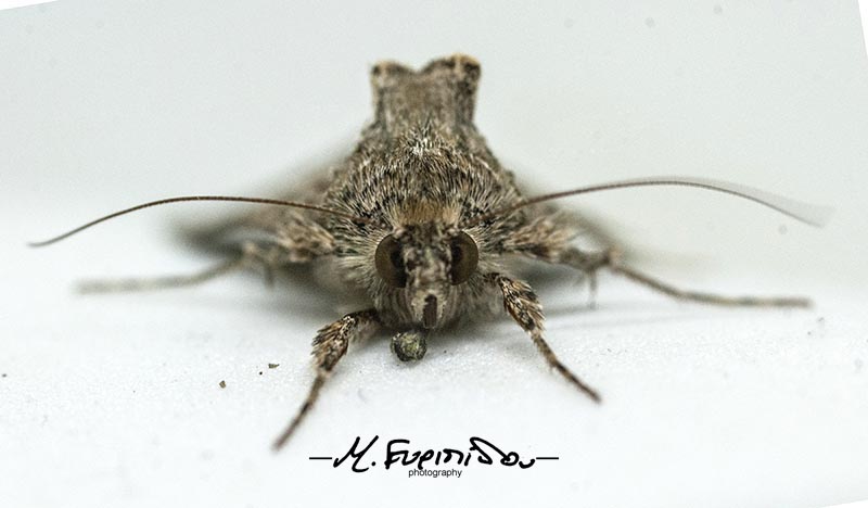 moth macro