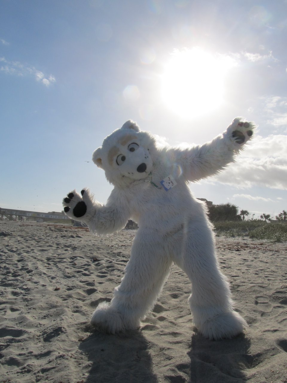 Tender Paws polar bear on the beach at Cocoa beach Florida s — Weasyl