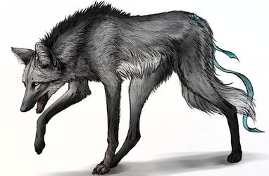 Kirke, the maned wolf