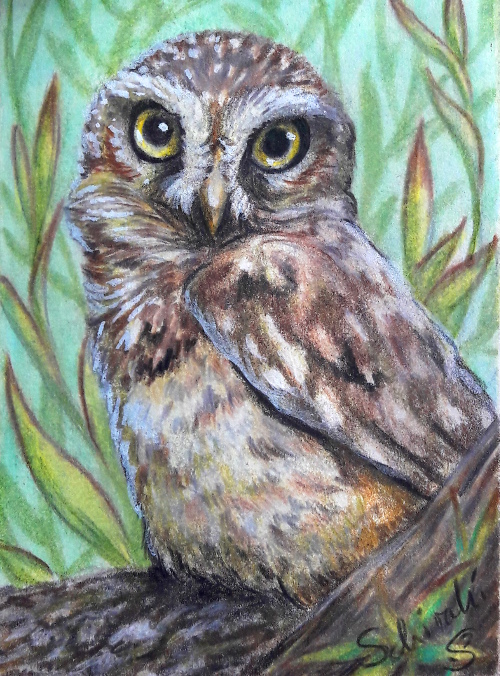 Owlet ACEO