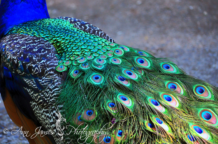 Beautiful Bird of Color
