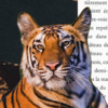 avatar of TigerTorakio