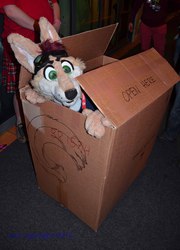 Jake in a box!