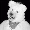 avatar of BD Beardog