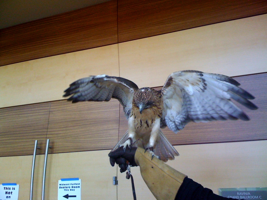 QB The Red-Tailed Hawk at MFF with the wings open