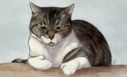 [2014] grumpy cat