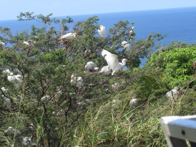 Many Egrets in a Tree