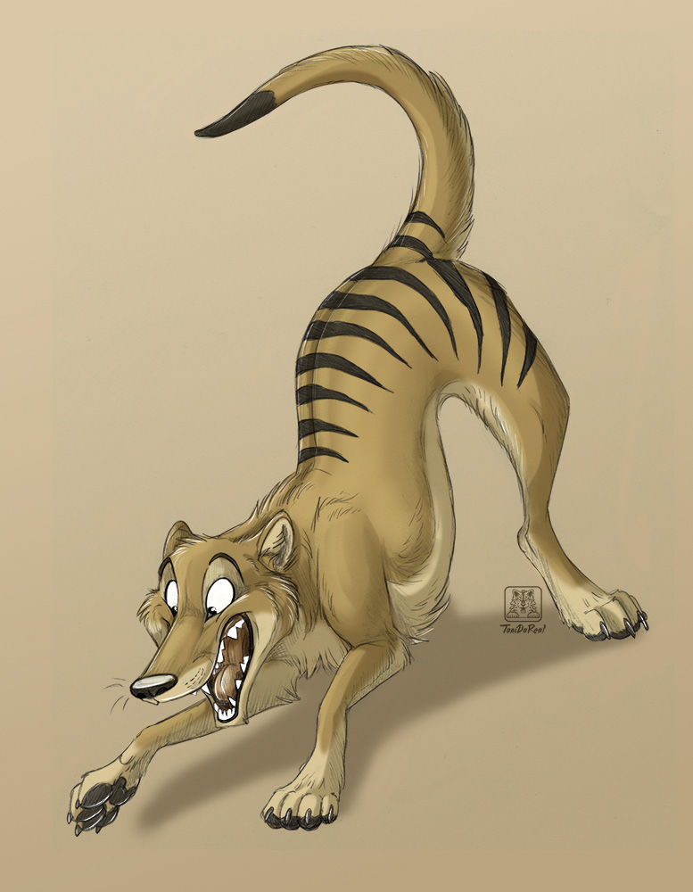 Thylacine Thursday