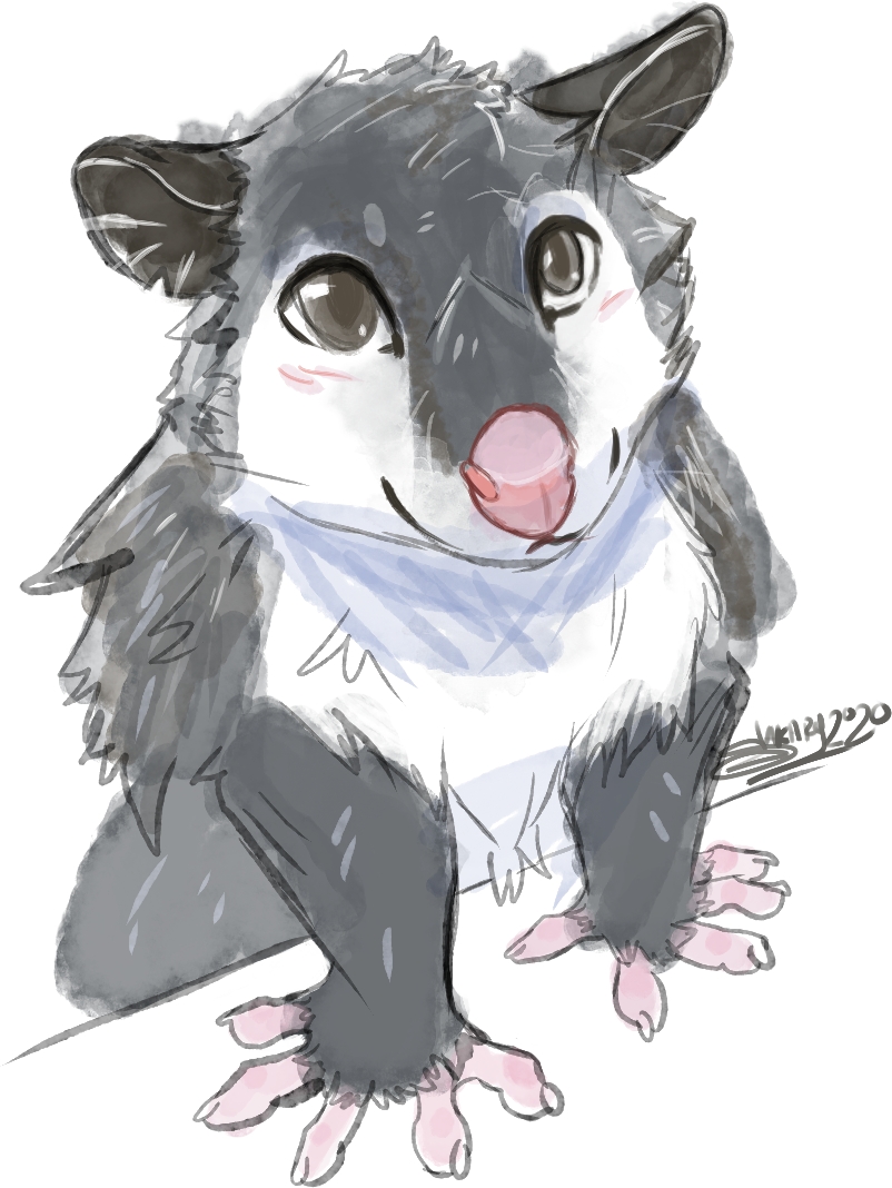 Cute opossum