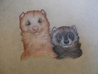 Two ferrets (old)