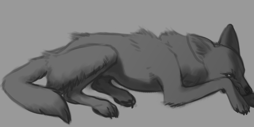 Grumpy coyote sketch