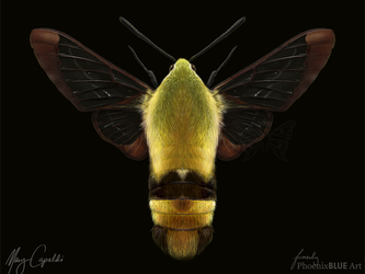 Snowberry Clearwing Moth (Hemaris diffinis)