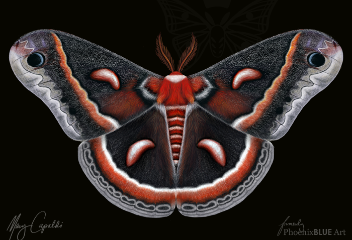 Cecropia Moth (Hyalophora Cecropia)