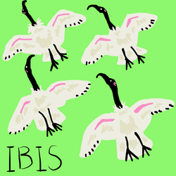 Ibis flock