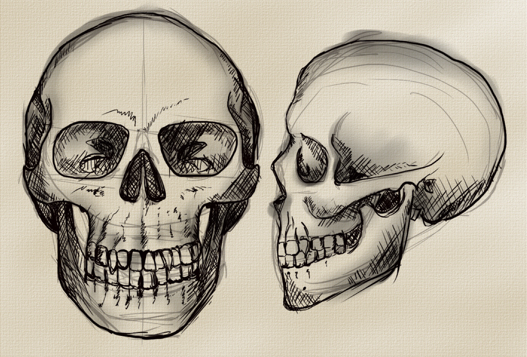 Anatomy Study : Skull