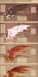 Reference - Western Dragon Anatomy