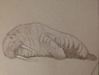 Walrus study sketch
