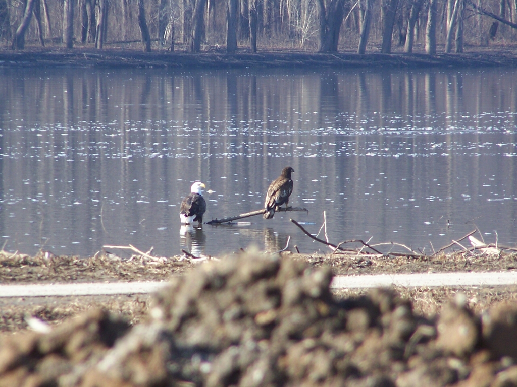 A Couple of Bald Eagles on the Mississippi River