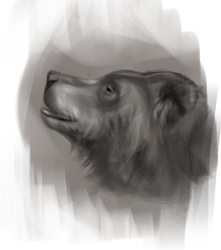 B&W bear head sketch 