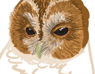 a sadly unfinished owl