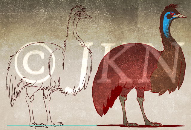 Redraw: King Island Emu