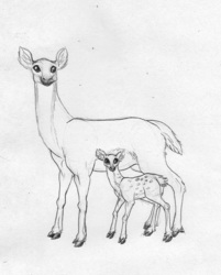 Deers Sketch