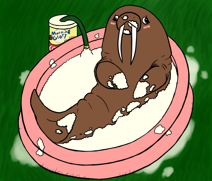 Walrus in a swimming pool full of cottage cheese